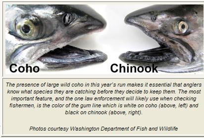 Coho vs Chinook: Comparing Salmon Varieties