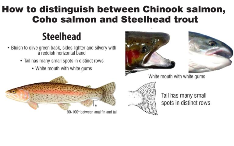 Coho vs Chinook: Comparing Salmon Varieties